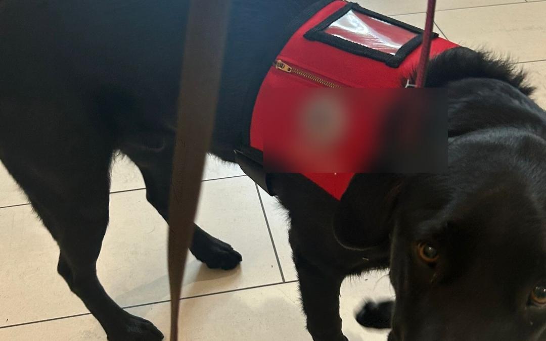 Custom Alterations for a Service Dog Vest: A Back-to-School Story from Calgary Seamstress.