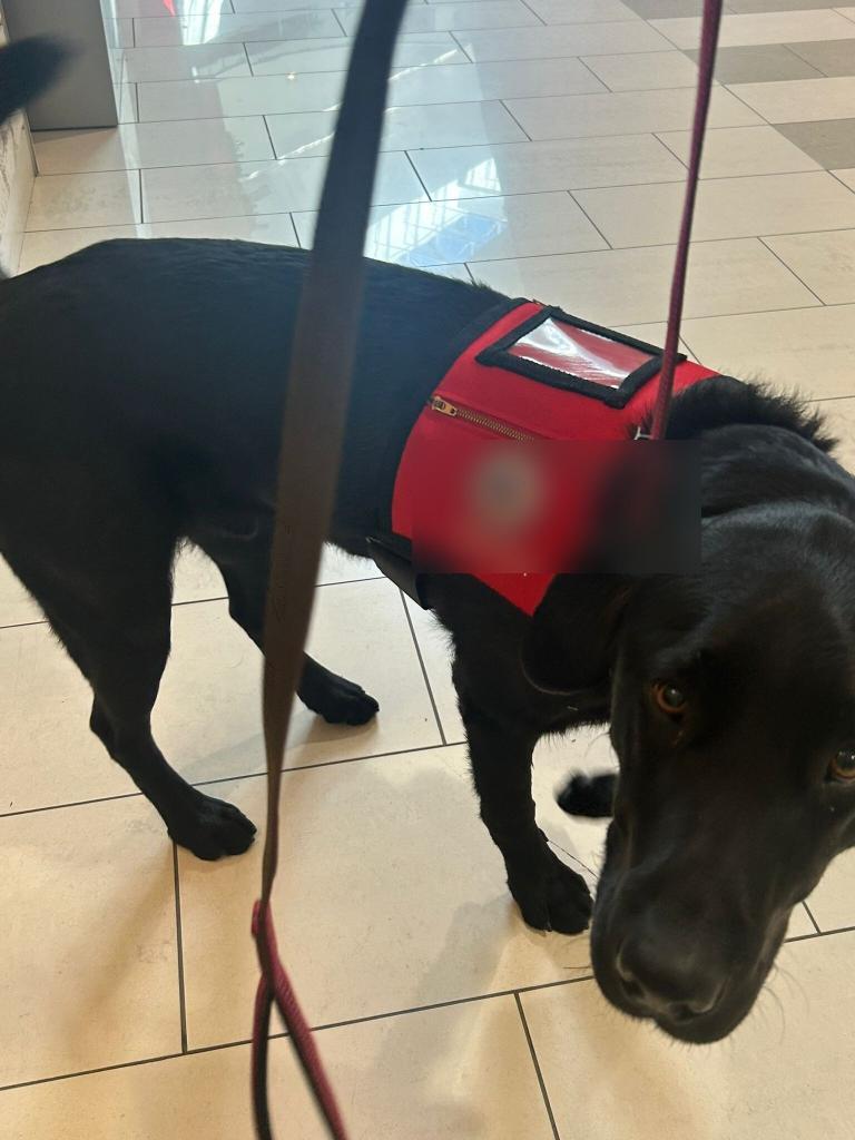 service-dog-photo-2-blurred Black Labrador service dog wearing a red vest with a custom-built pouch and holding straps by Calgary Seamstress